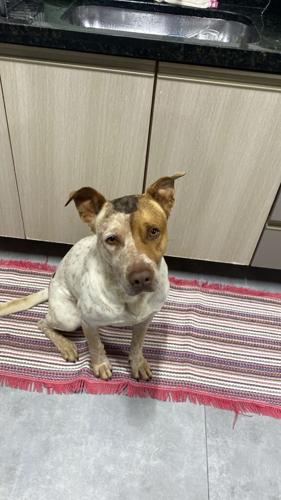 WhatsApp-Image-2026-03-16-at-15.04.46-576x1024 Cachorro desaparece em Perobal e dono pede ajuda da população para encontrá-lo